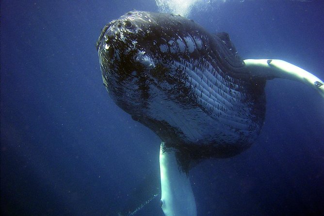 Whales Watching Mirissa - Best Time to Go