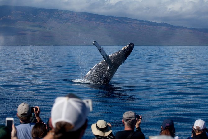 Whalewatch Sail Deluxe Tour From Maaleae - Tour Overview and Inclusions