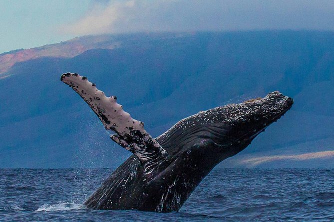 Whalewatch Sail Deluxe Tour From Maaleae - Meeting and Pickup Information