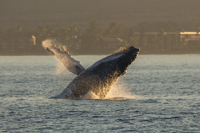 Whalewatch Sail Deluxe Tour From Maaleae - Customer Reviews