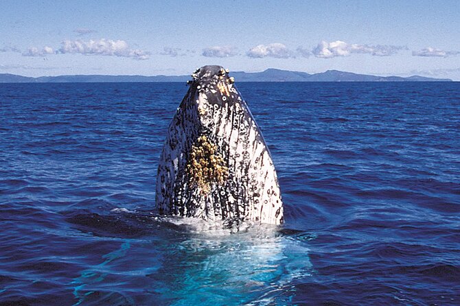 Whalewatch Sail Deluxe Tour From Maaleae - Additional Information