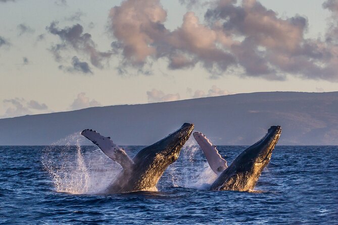 Whalewatch Sail Deluxe Tour From Maaleae - Directions