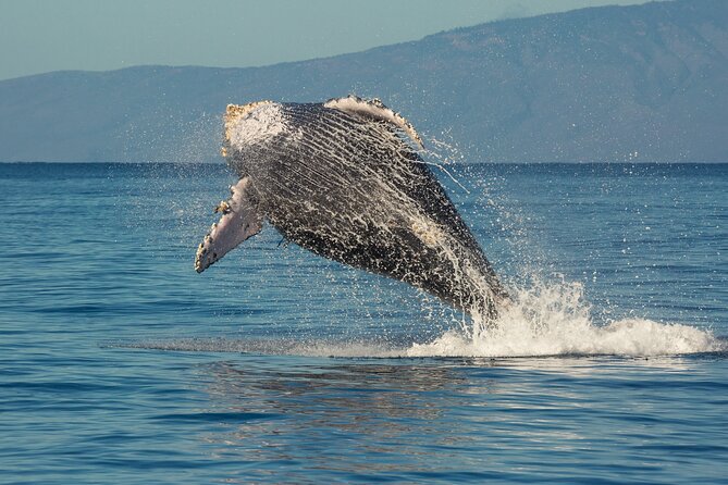 Whalewatch Sail Deluxe Tour From Maaleae - The Sum Up