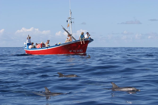 Whalewatching La Gomera - Traveler Experience
