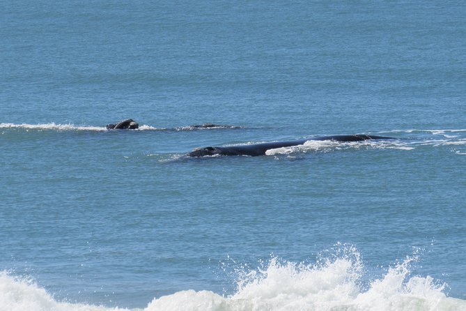 Whaling Search - Whale Watching by Land - Experience the Whaling Search Tour