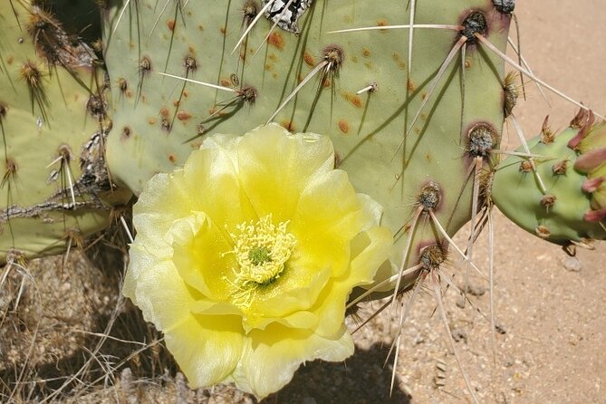 When Nature Calls - Exploring the Sonoran Desert - Must-Visit Attractions in the Sonoran Desert