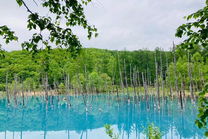 Wherever you want! 1-Day Private Tour from Sapporo to Furano more - Good To Know