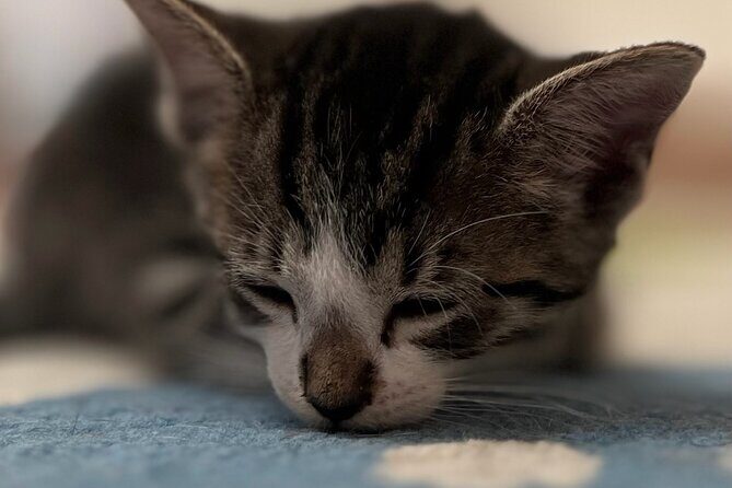 Whiskers & Coffee: Relax and Play with Adorable Cats - Who Would Love This Experience?