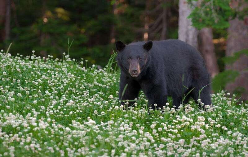 Whistler: Afternoon Bears Spotting Tour in Land Rover - FAQs