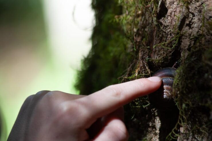 Whistler: Forest Walk, Private Tour for Families - Good To Know