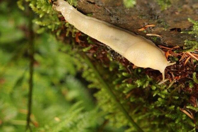 Whistler: Forest Walk, Private Tour for Families - Educational Aspects