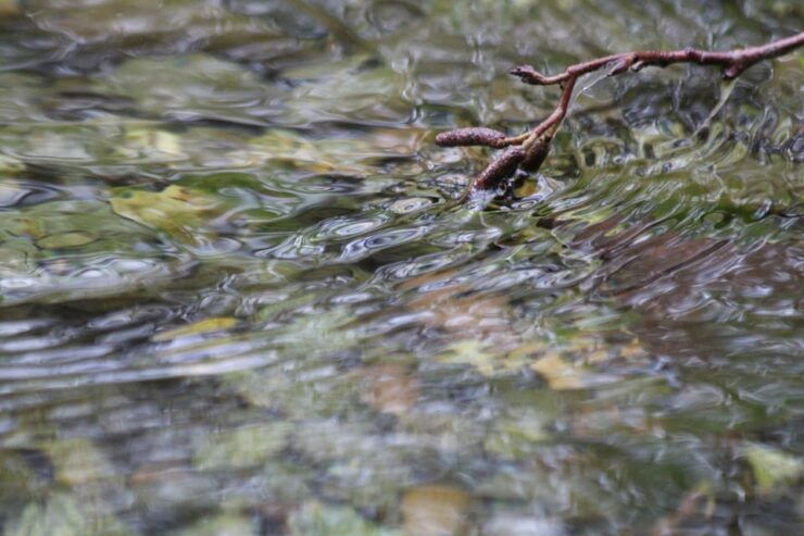 Whistler: Tour, Forest Educational & Meditative Walk - Experience and Itinerary