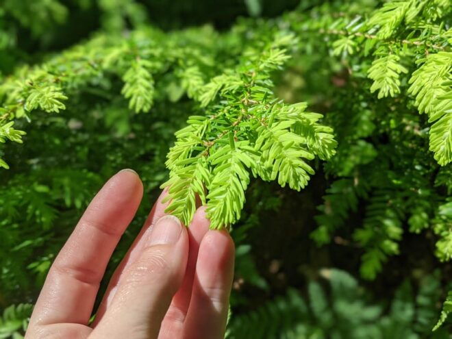 Whistler: Tour, Forest Educational & Meditative Walk - Highlights and Features