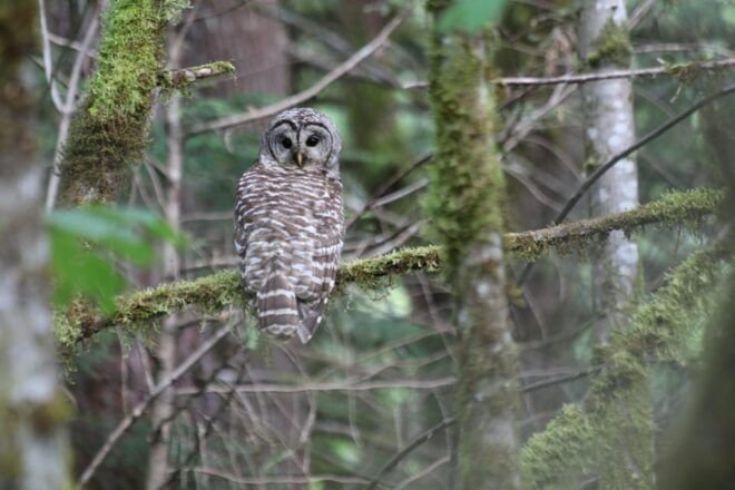 Whistler: Tour, Forest Educational & Meditative Walk - Included Amenities