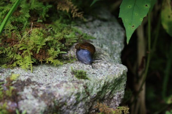 Whistler: Tour, Forest Educational & Meditative Walk - Meeting Point and What to Bring