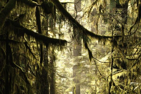 Whistler: Tour, Forest Educational & Meditative Walk - Facilities and Accessibility