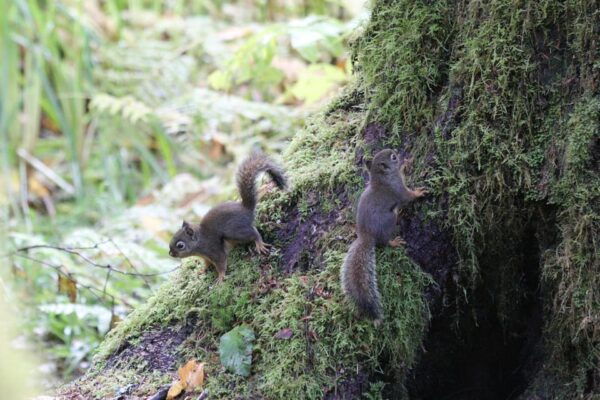 Whistler: Tour, Forest Educational & Meditative Walk - Frequently Asked Questions