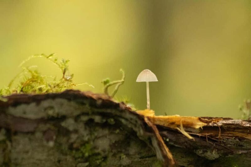 Whistler: Tour, Immersive Nature Experience - An In-Depth Look at the Whistler Immersive Nature Experience