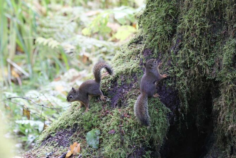 Whistler: Tour, Immersive Nature Experience - The Sum Up