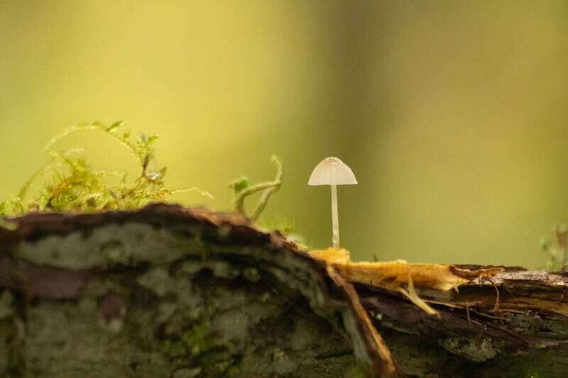 Whistler: Tour, Sensory Nature Experience for Families - Practical Tips for Participants