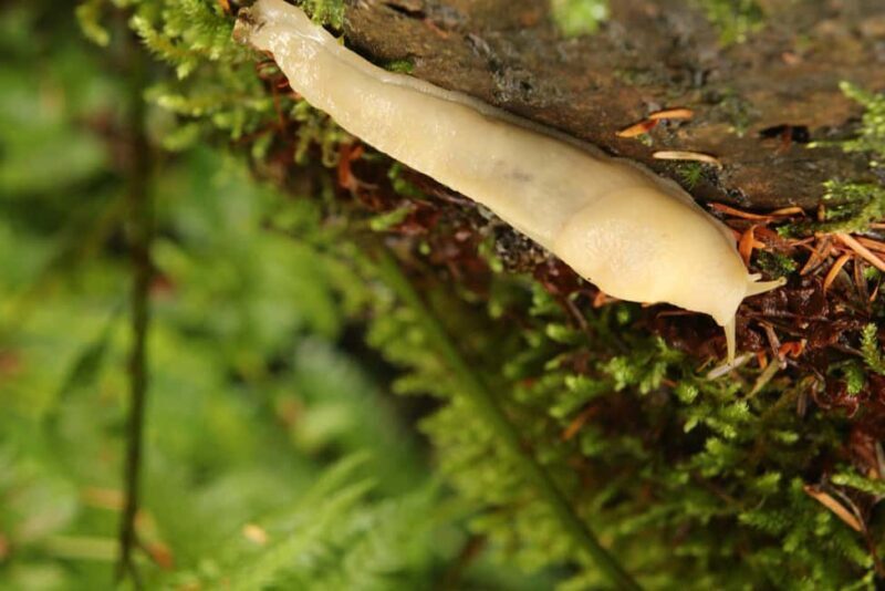 Whistler: Tour, Sensory Nature Experience for Families - FAQs