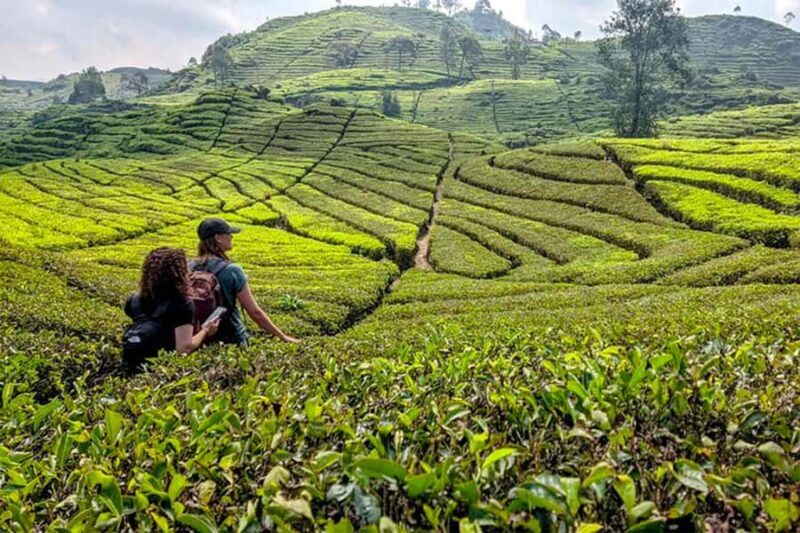 White Crater, Tea Field, Suspension Bridge & Hot Spring Tour - Introduction