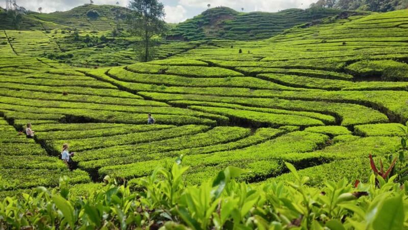 White Crater, Tea Field, Suspension Bridge & Hot Spring Tour - Final Thoughts