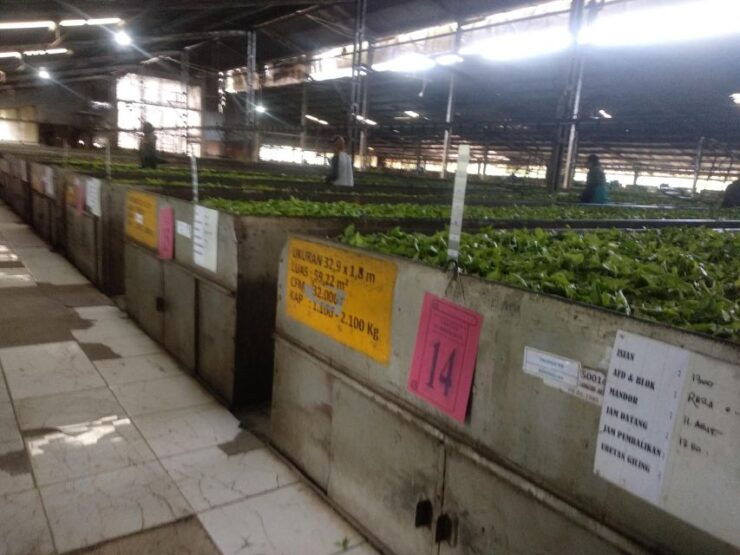 White Crater Tea Plantation Tour Guide Bandung - Booking and Logistics