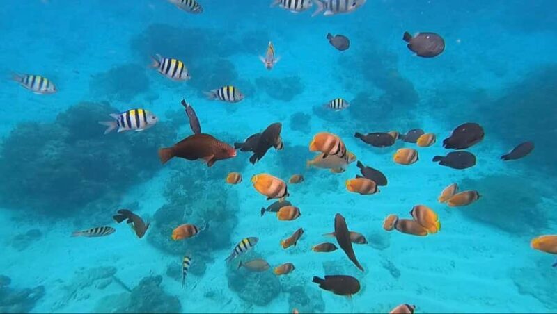 White Water Rafting with Blue Lagoon Snorkeling - Who Will Love This Tour?