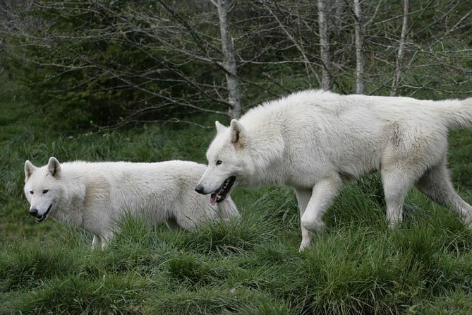 White Wolf Sanctuary Tour  - Oregon - Tour Details