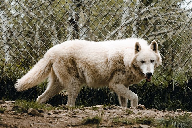 White Wolf Sanctuary Tour  - Oregon - Inclusions