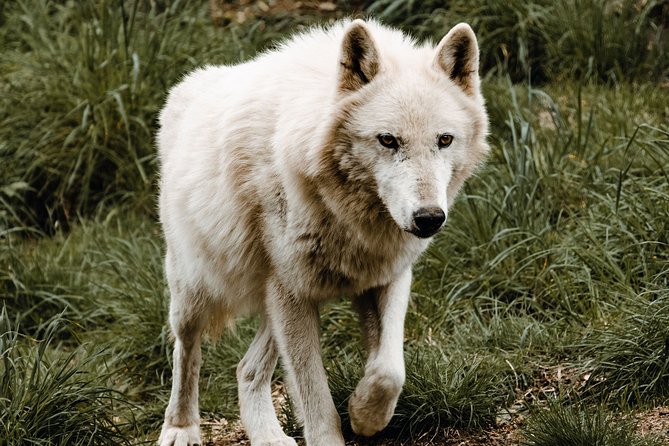 White Wolf Sanctuary Tour  - Oregon - Preparation and Requirements