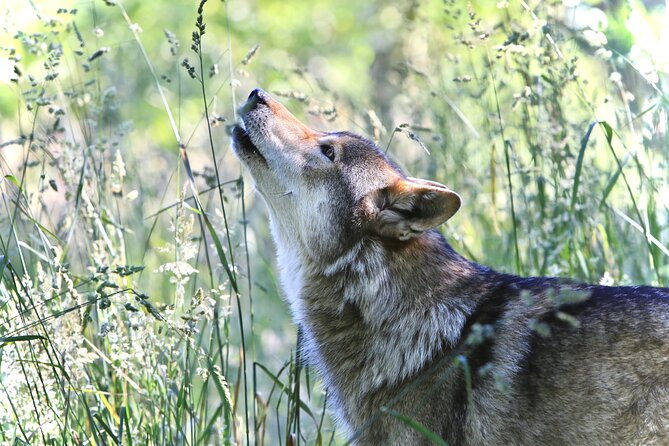 White Wolf Sanctuary Tour  - Oregon - Additional Information