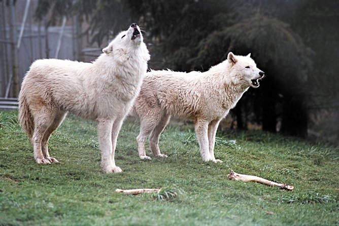 White Wolf Sanctuary Tour  - Oregon - Common Questions