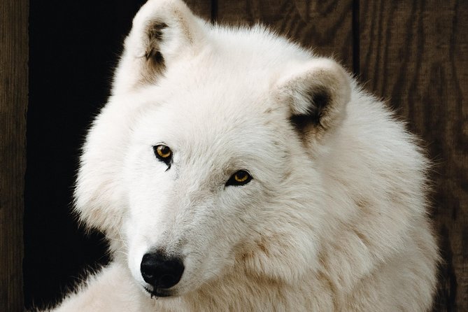 White Wolf Sanctuary Tour  - Oregon - The Sum Up