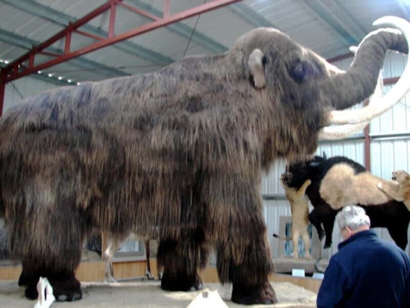 Whitehorse: Aurora Viewing with Wild Adventure Yukon - Additional Options: Dog Sledding