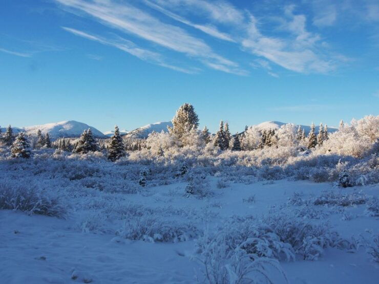 Whitehorse: Half-Day Snowshoeing Tour - Activity Details