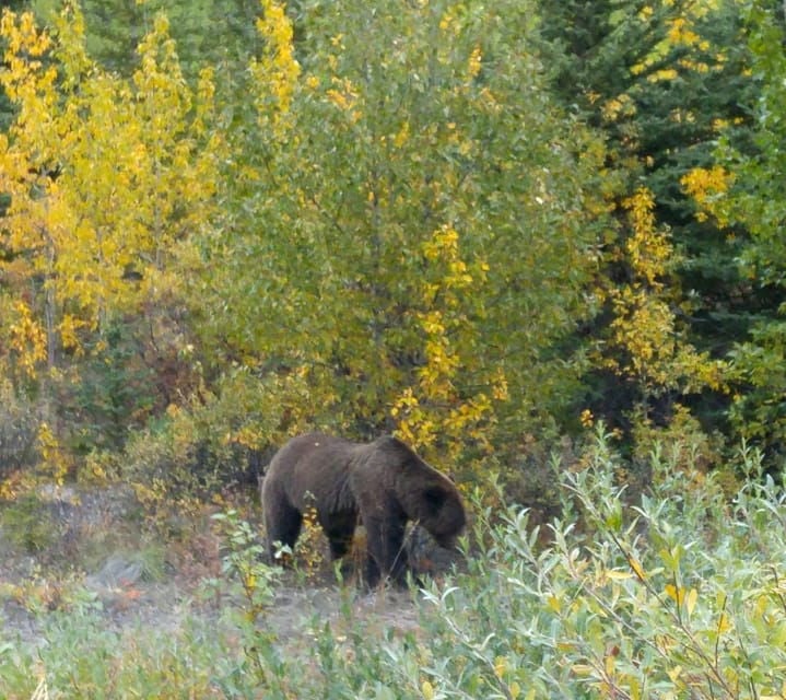 Whitehorse: Wild Tracks, in Search of Bears & Other Wildlife - Good To Know