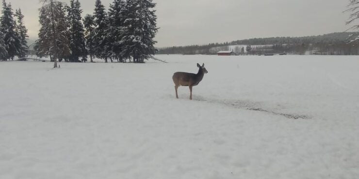 Whitehorse: Wild Tracks, in Search of Bears & Other Wildlife - Pricing and Inclusions
