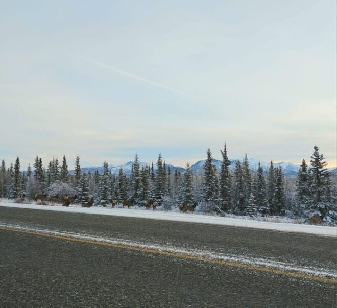 Whitehorse: Wild Tracks, in Search of Bears & Other Wildlife - What to Bring