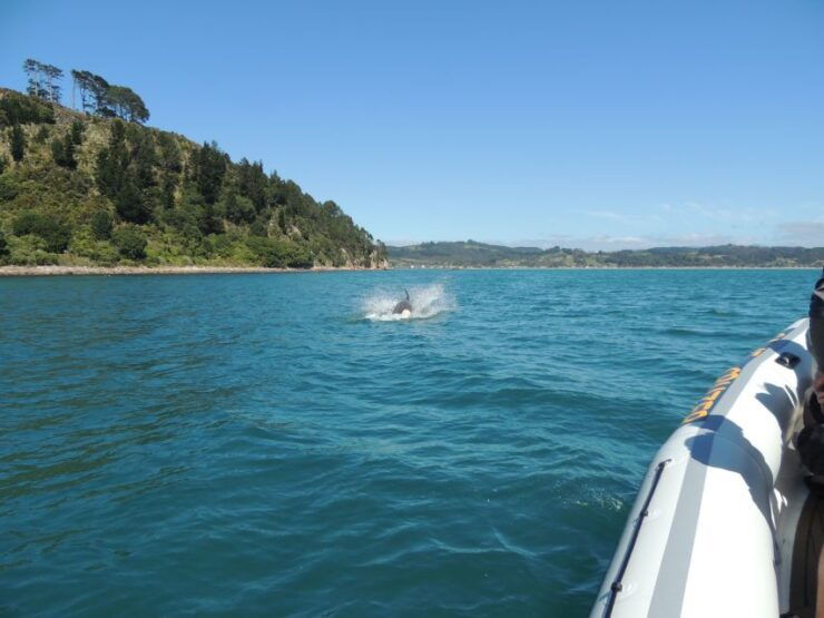 Whitianga: Cathedral Cove, Small Caves & Snorkel Boat Trip - Activity Details