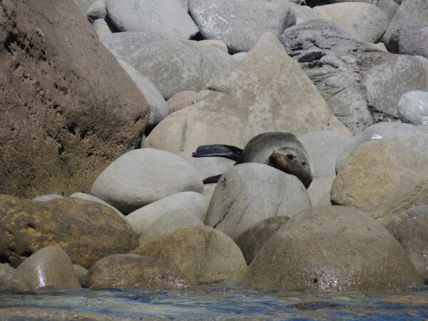 Whitianga: Cathedral Cove, Small Caves & Snorkel Boat Trip - Common Questions