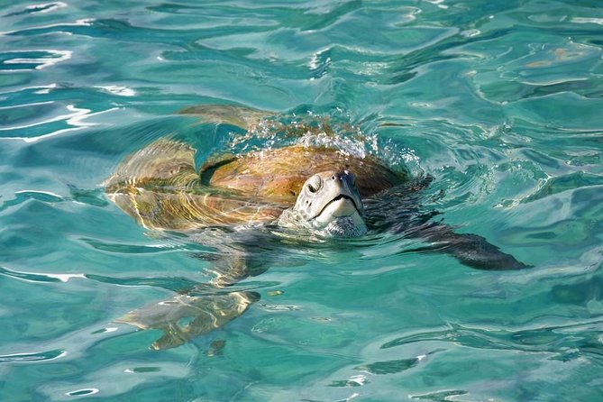 Whitsundays Guided Jet Ski Tour - Tour Details