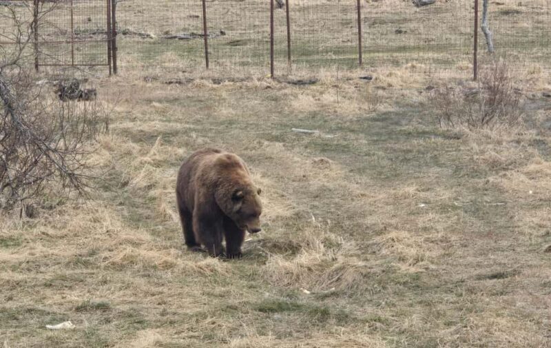 Whittier Cruise Shuttle Tour with Multiple Stops - Practical Considerations and Tips