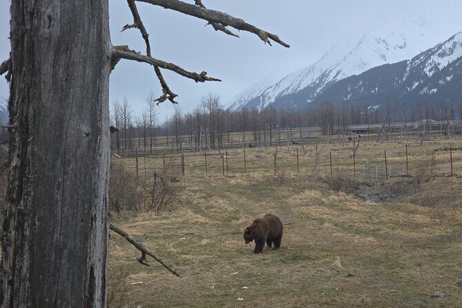 Whittier Cruise Shuttle Tour with Multiple Stops - Considering the actual reviews, the tour is a hit for those looking for an engaging, educational, and scenic day trip. The wildlife center, in particular, is highly praised, with many visitors remarking how close they got to animals they’d only seen in pictures before.