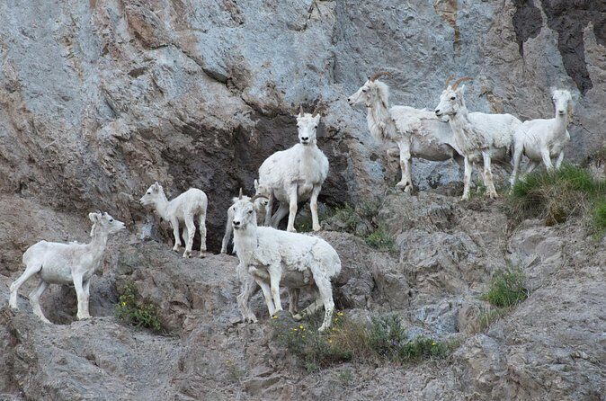 Whittier to Anchorage Direct Transfer Tour - FAQ