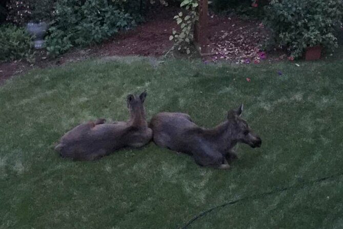 Whittier to Anchorage Sightseeing with Wildlife Tour - Practical Tips