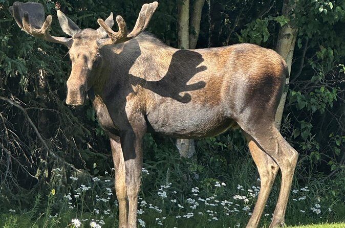 Whittier to Anchorage Sightseeing with Wildlife Tour - The Sum Up