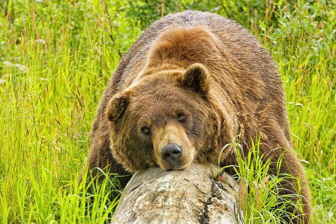 Whittier to Anchorage Wildlife Extravaganza - Introduction: A Compact Adventure from Whittier to Anchorage