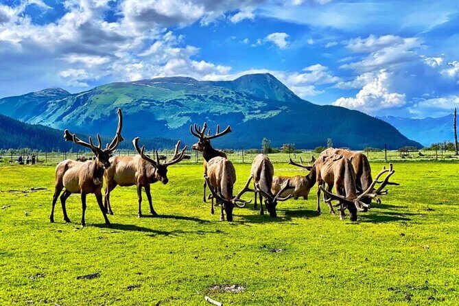 Whittier to Anchorage Wildlife Extravaganza - Authentic Experiences from Reviewers